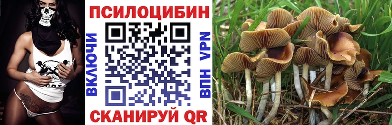 даркнет сайт  Зеленоградск  Галлюциногенные грибы Psilocybine cubensis 